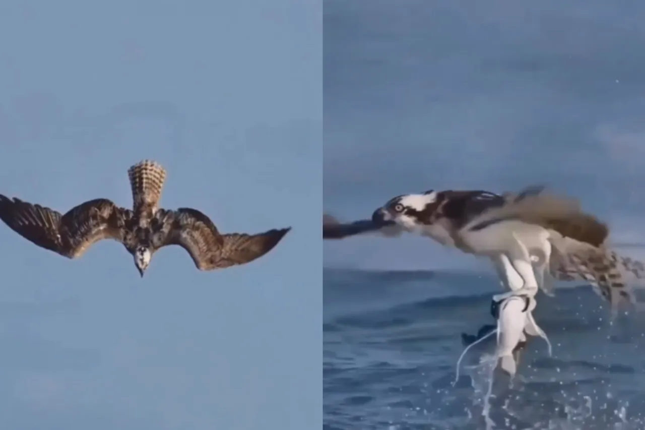 Viral Animal Video