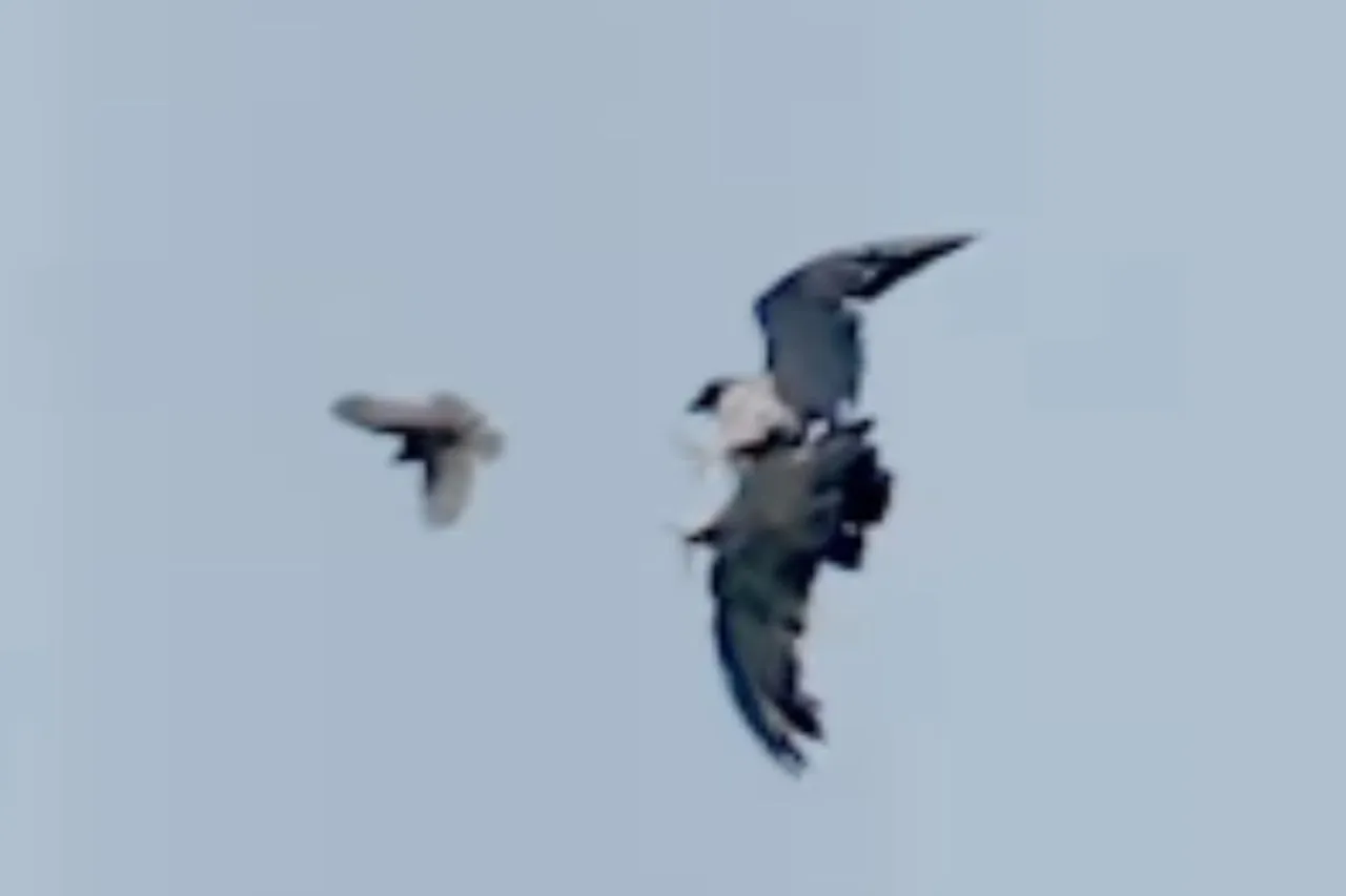 Viral Animal Video
