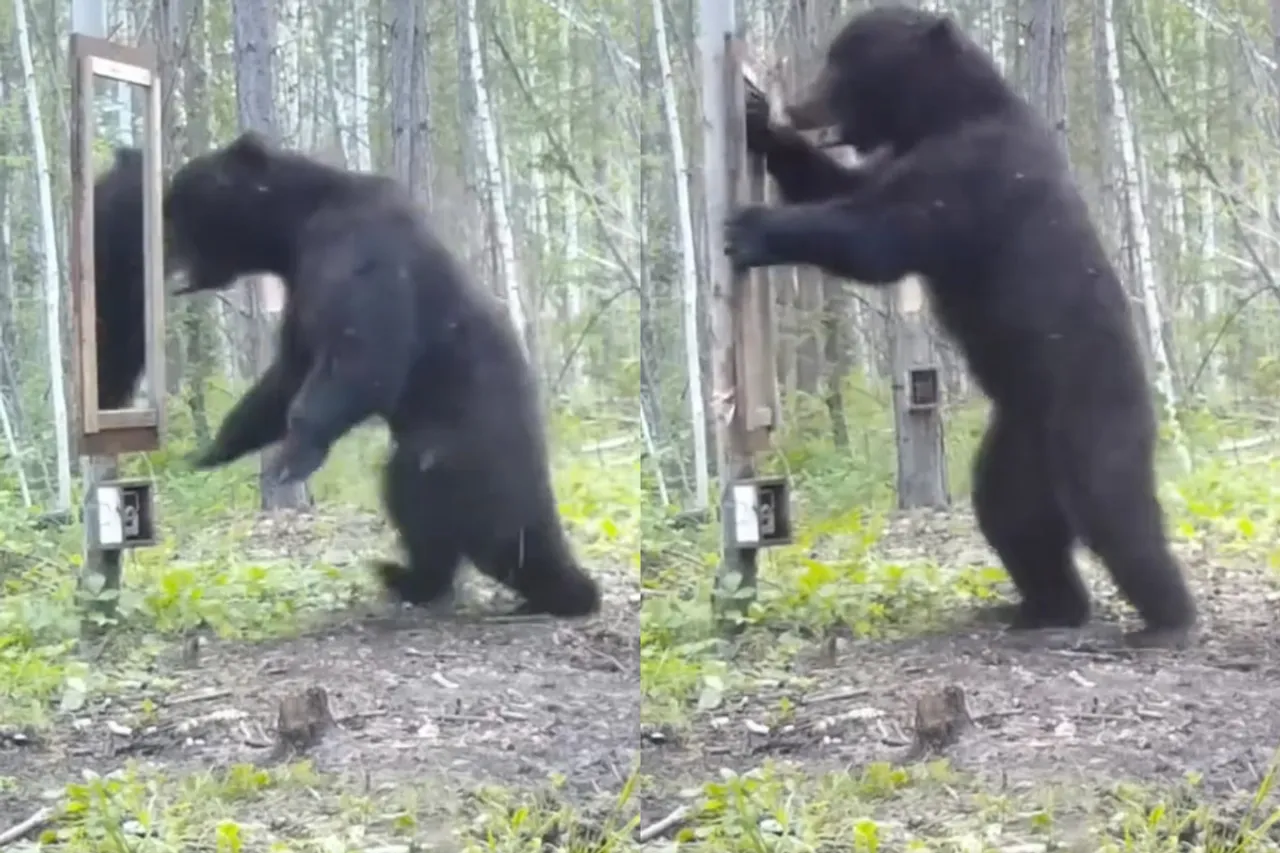 Viral Animal Video