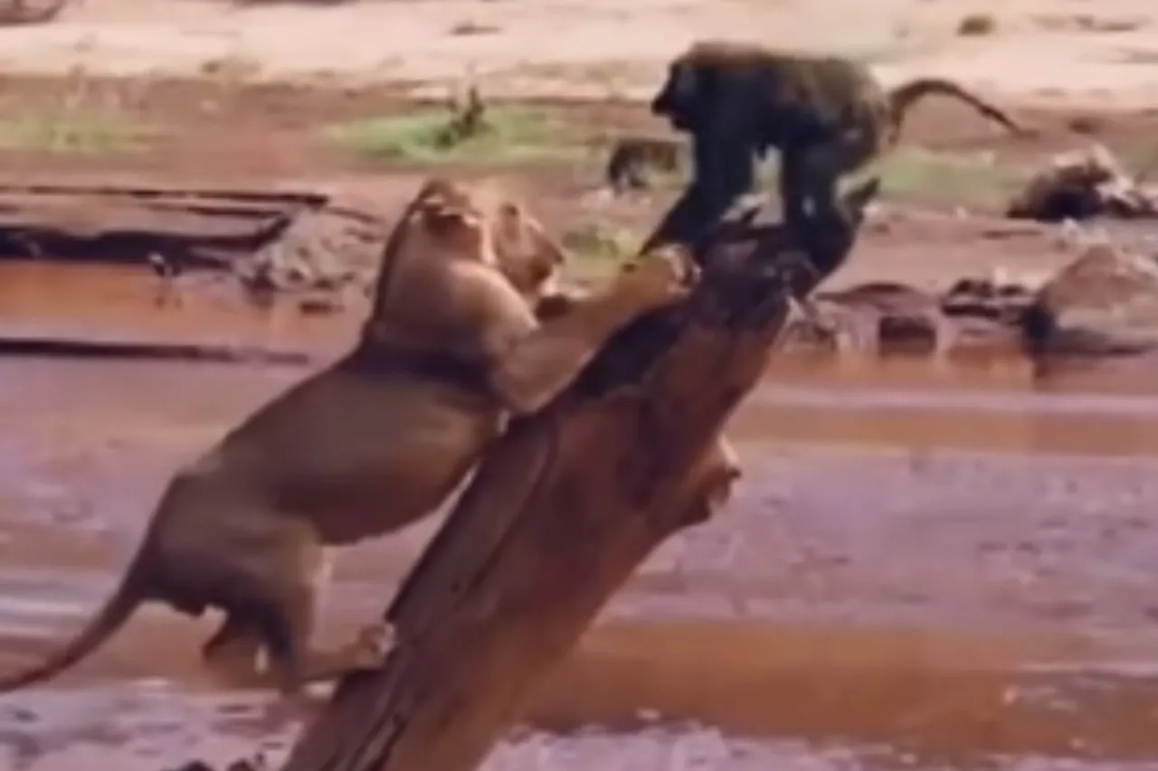 Viral Animal Video
