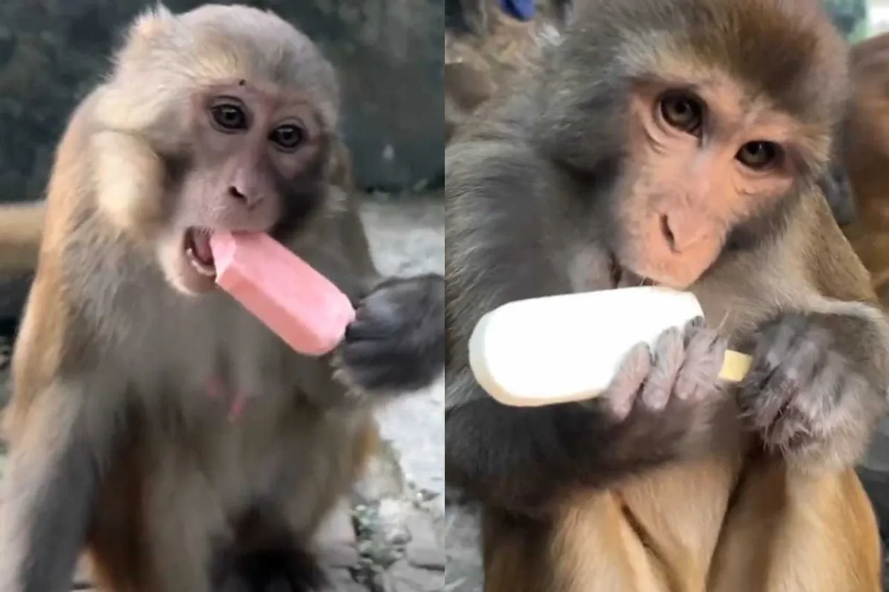 Viral Animal Video