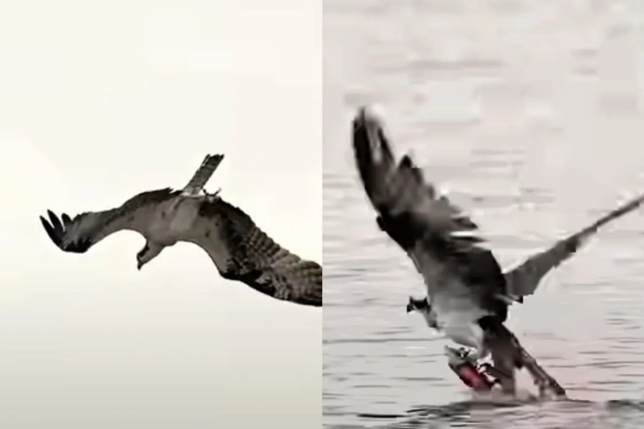 Viral Animal Video