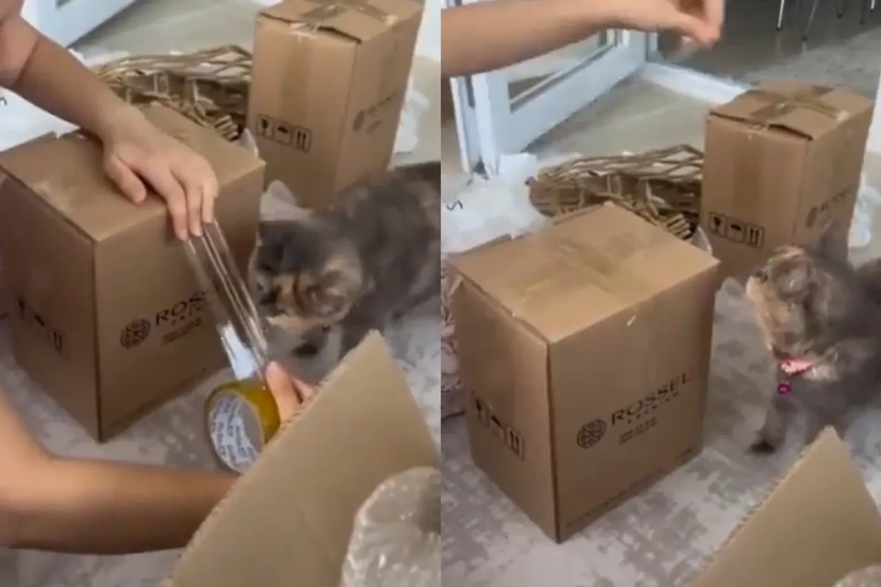 Viral Animal Video