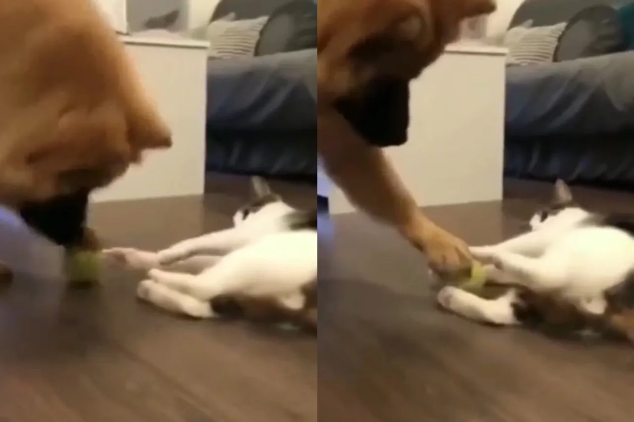 Viral Animal Video
