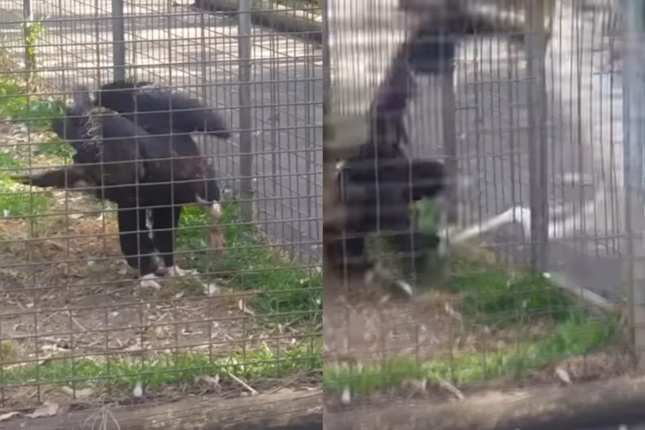 Viral Animal Video