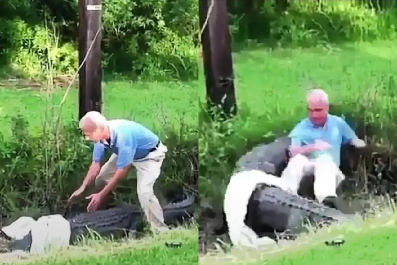 Viral Animal Video