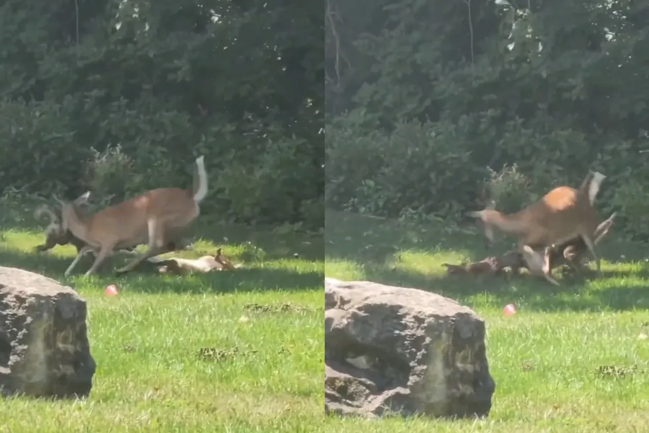 Viral Animal Video