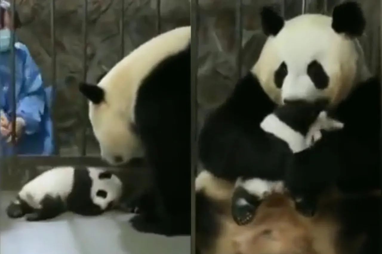 Viral Animal Video
