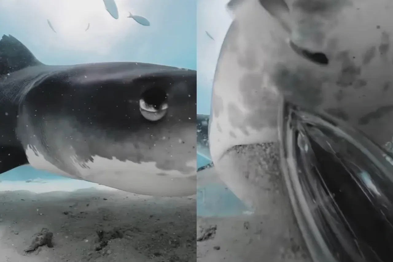 Viral Animal Video