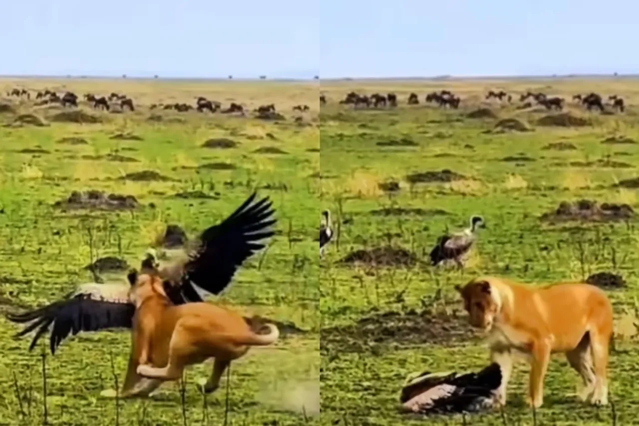 Viral Animal Video