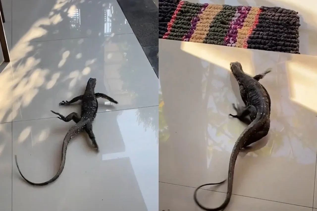 Viral Animal Video