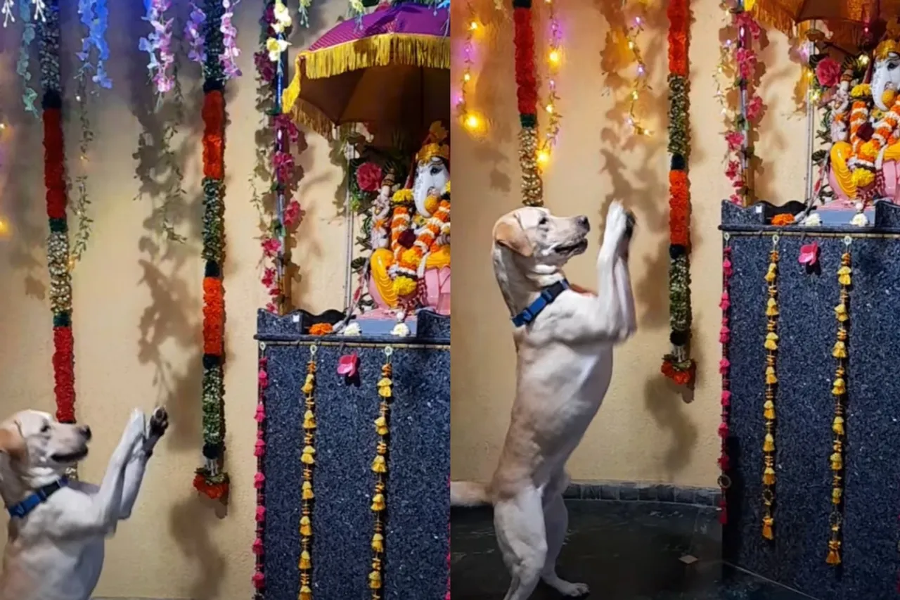 Viral Animal Video