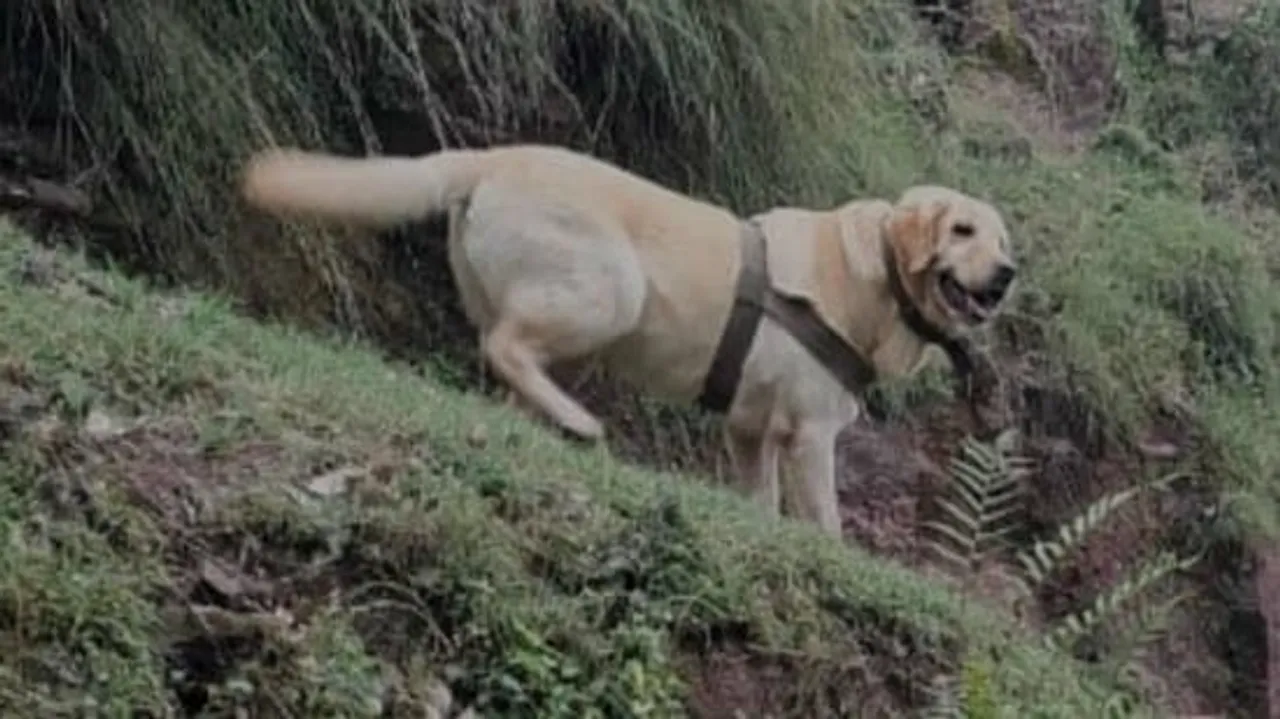 Canine
