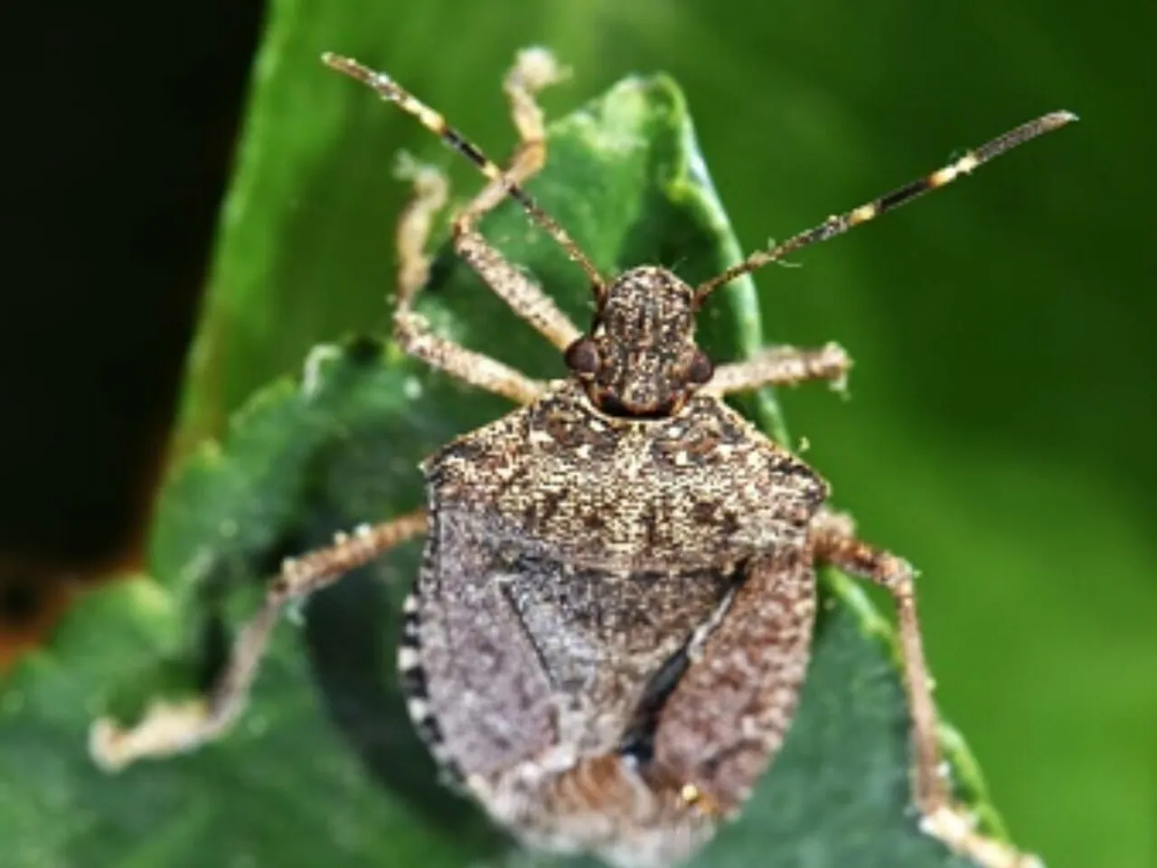 Scrub typhus