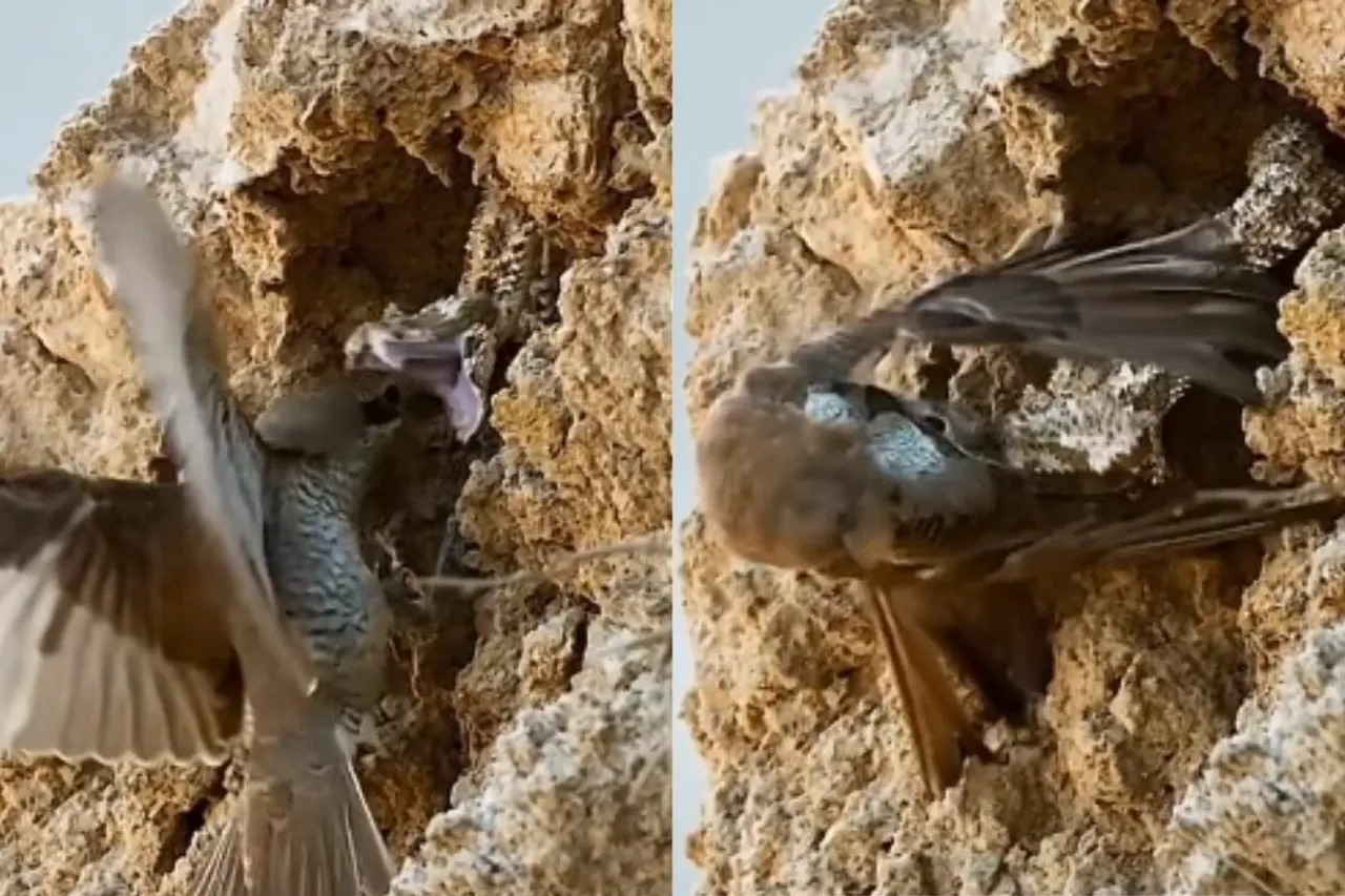 Animal Viral Video