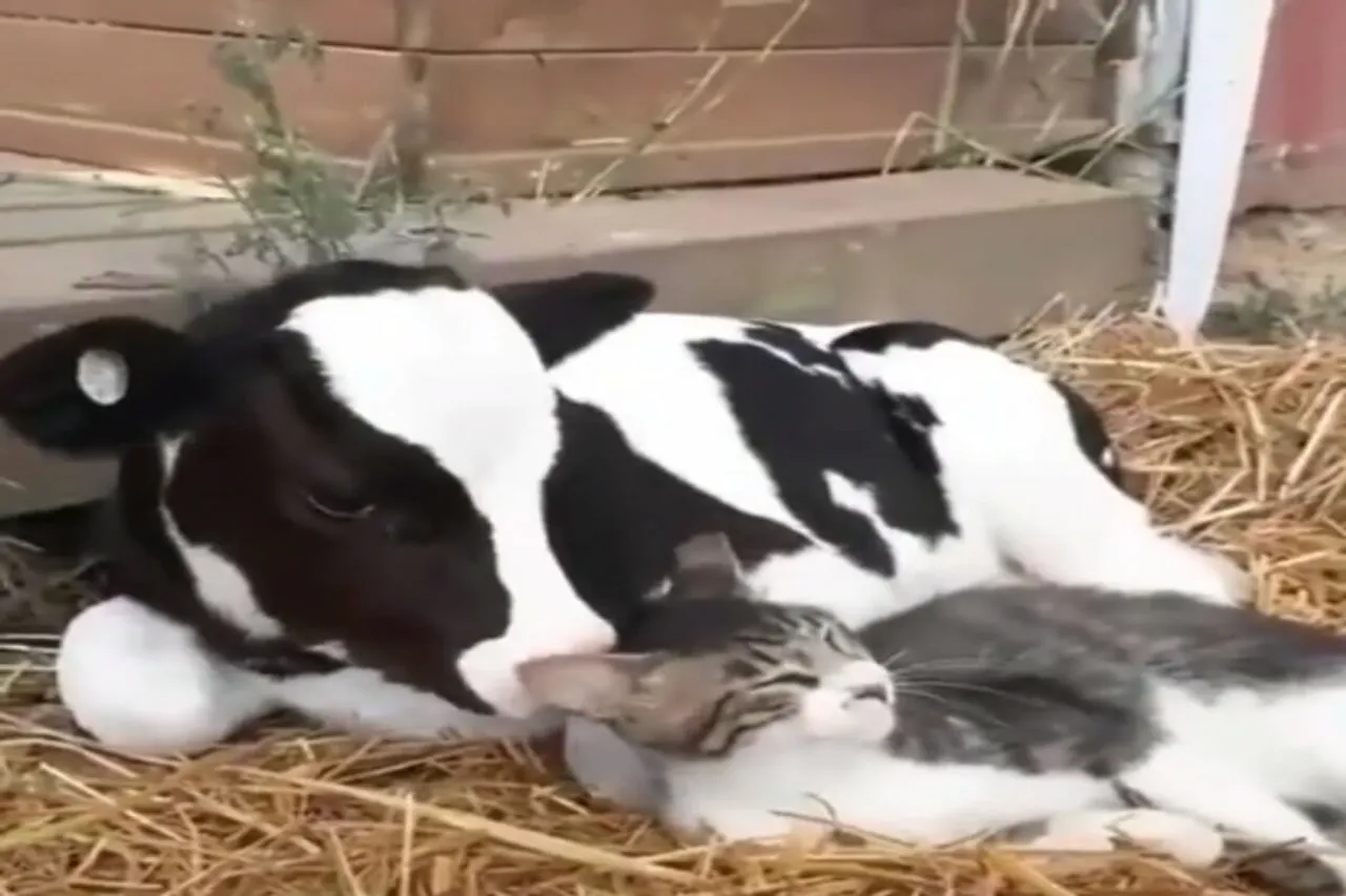 Animal Viral Video
