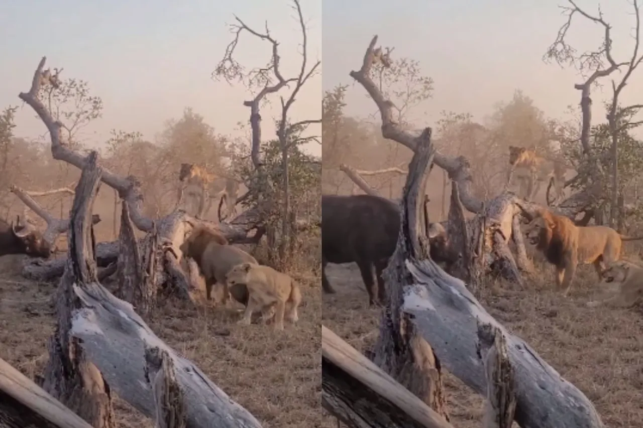 Animal Viral Video