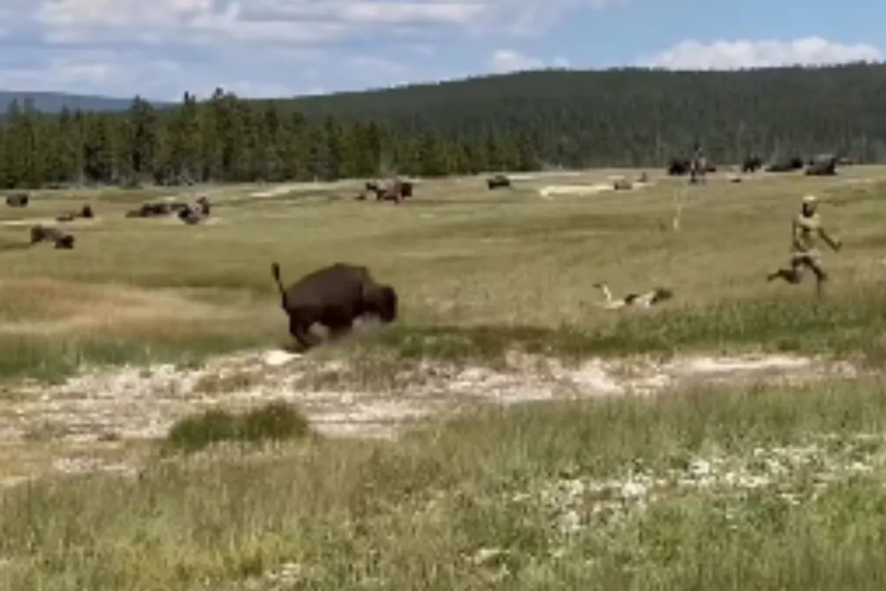 Animal Viral Video