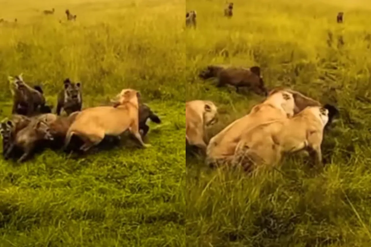 Animal Viral Video