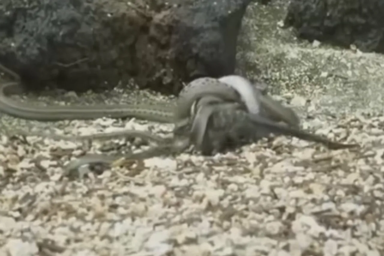 Animal Viral Video
