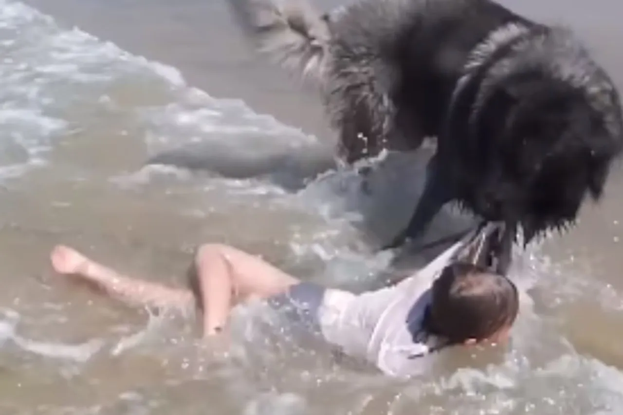 Animal viral video