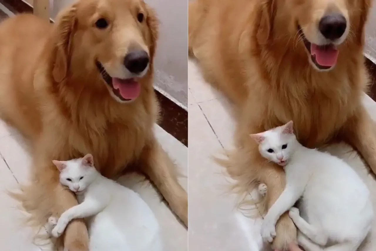 Animal Viral Video