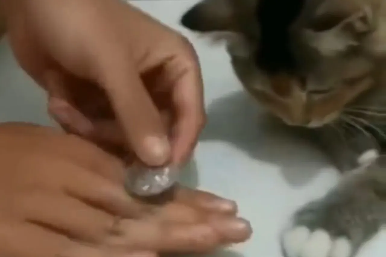 Animal Viral Video
