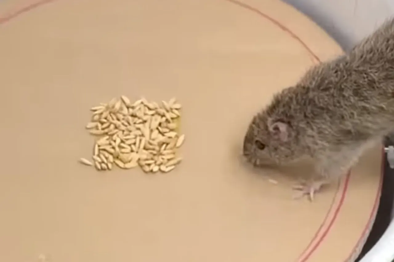 Animal Viral Video