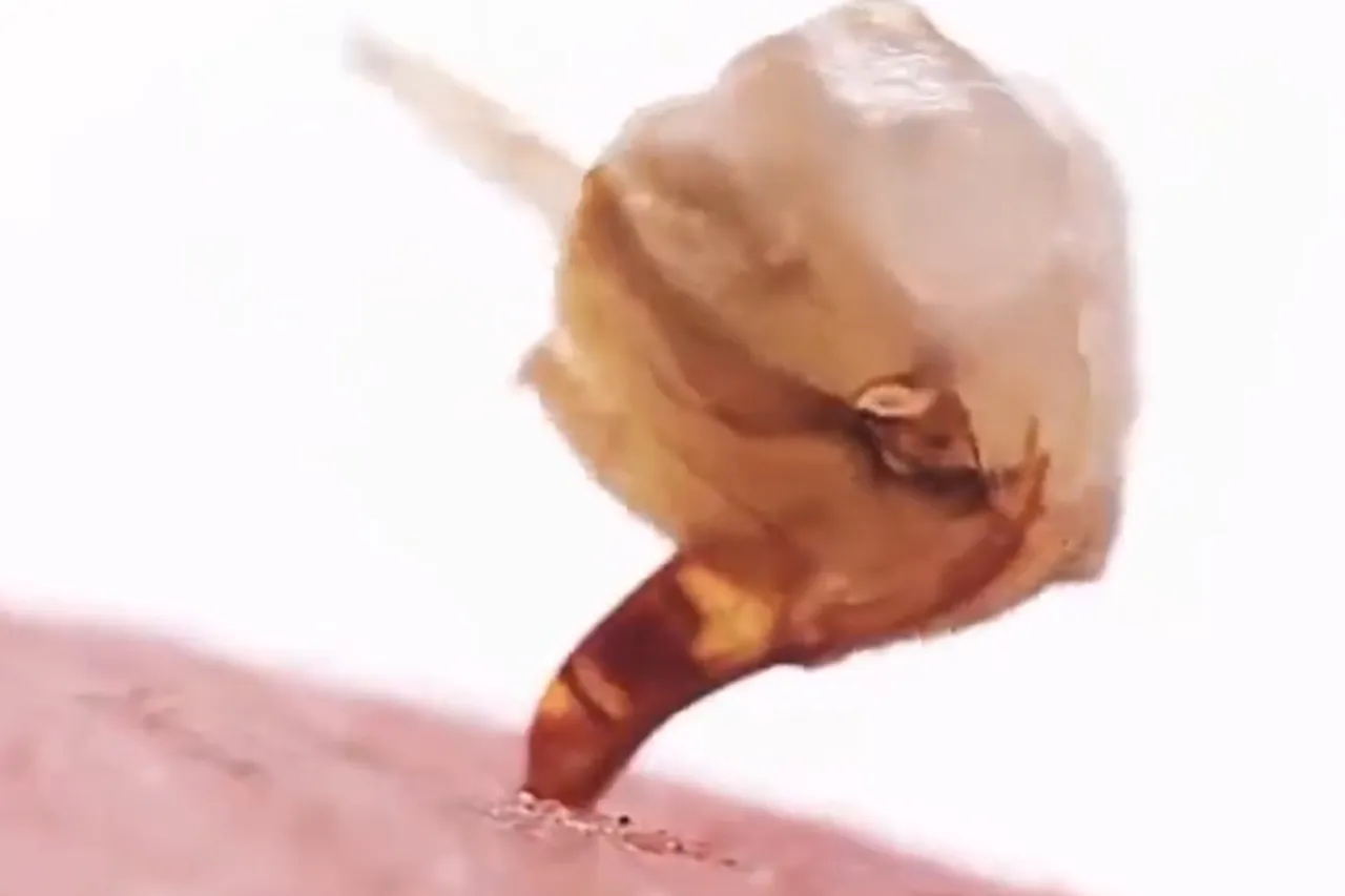 Viral Video