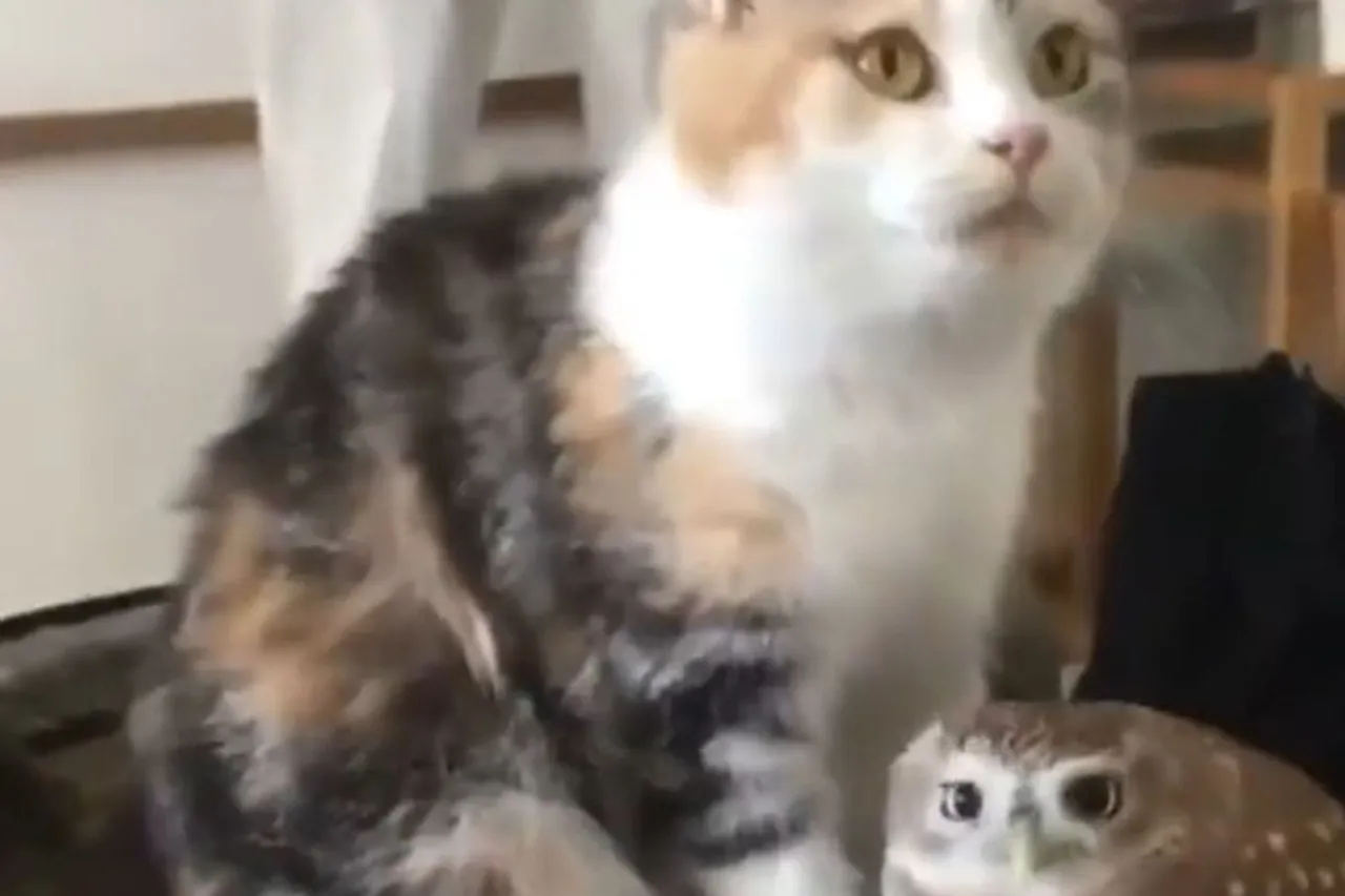 Animal Viral Video