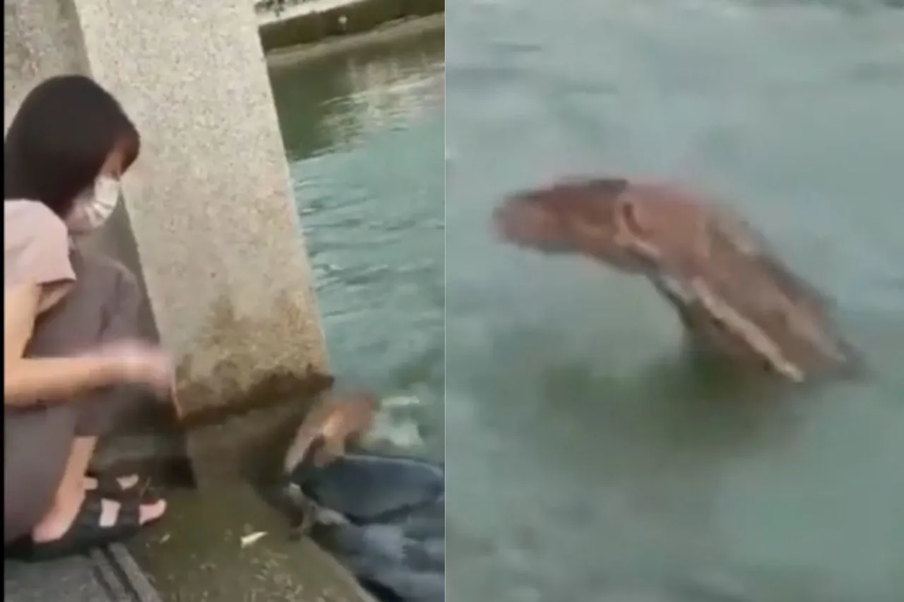 Animal Viral Video