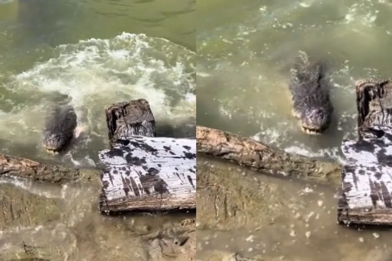 Animal Viral Video