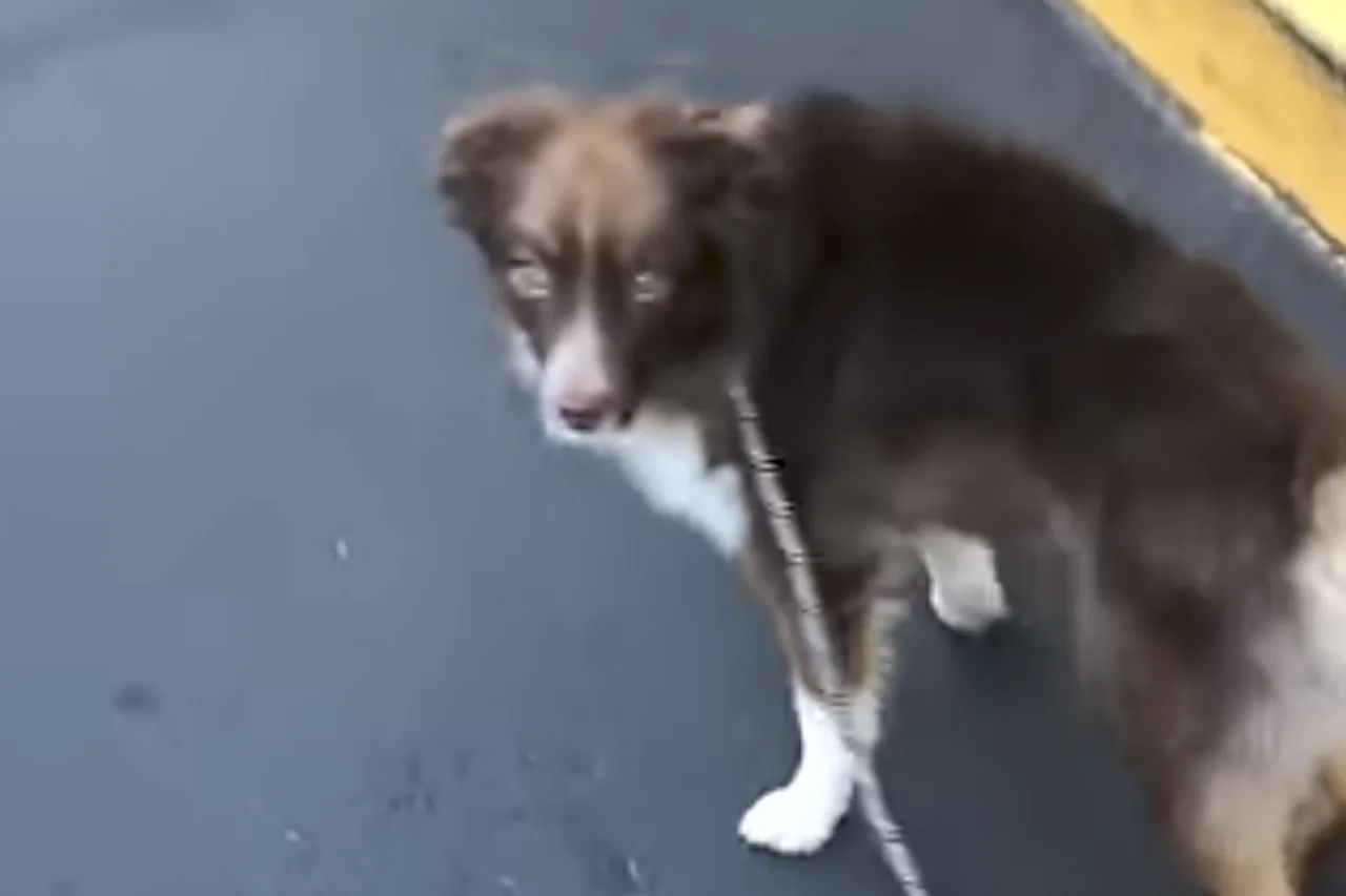 Animal Viral Video