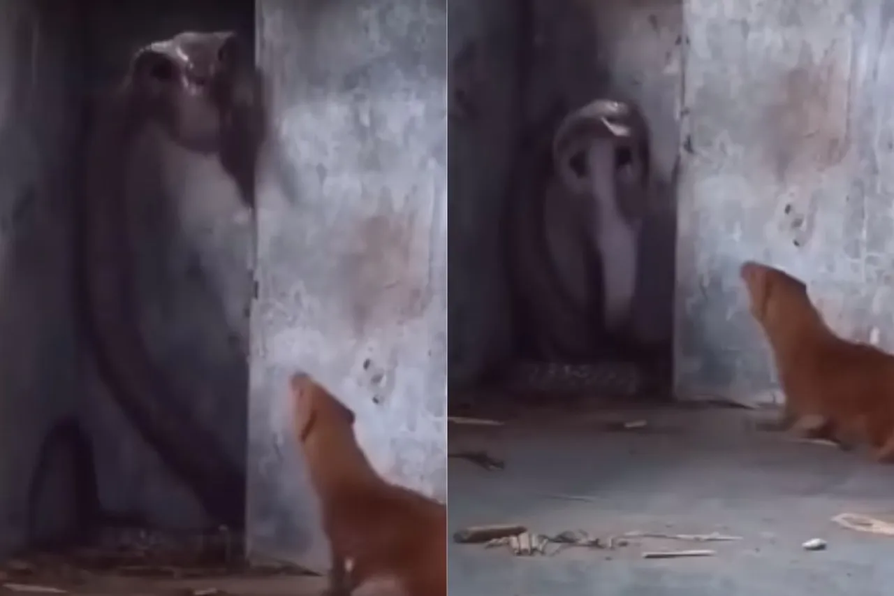 Animal Viral Video