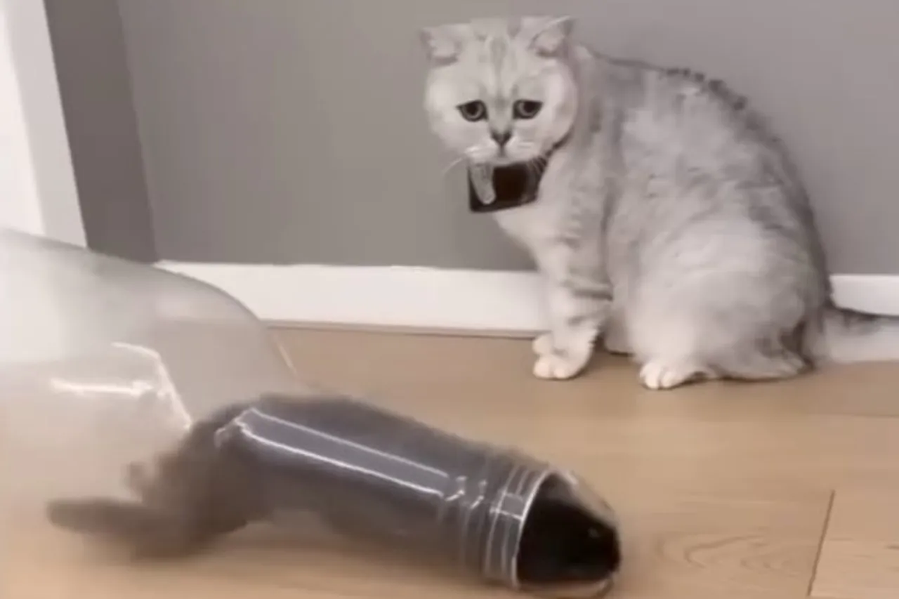 Animal Viral Video