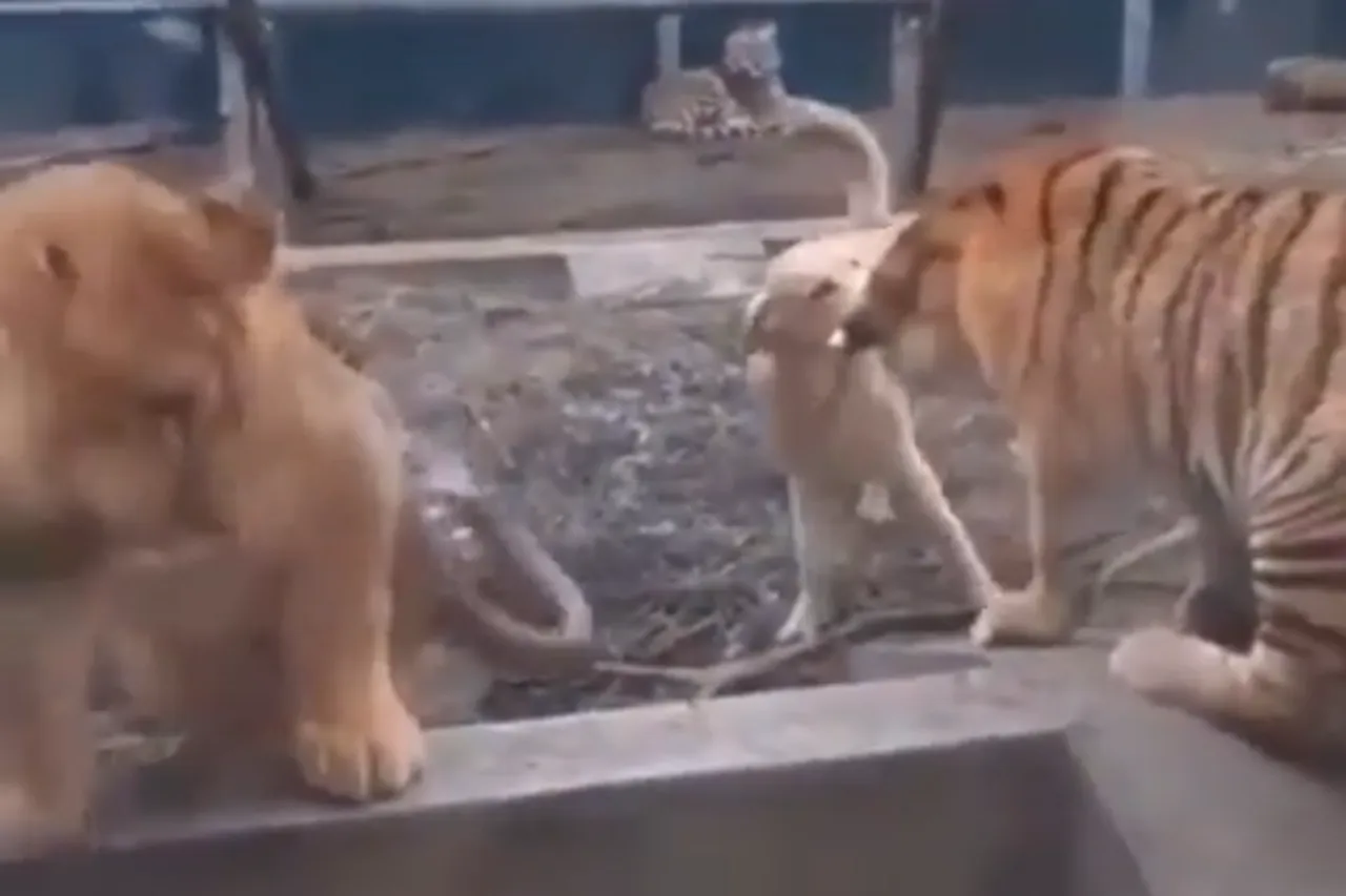Animal Viral Video