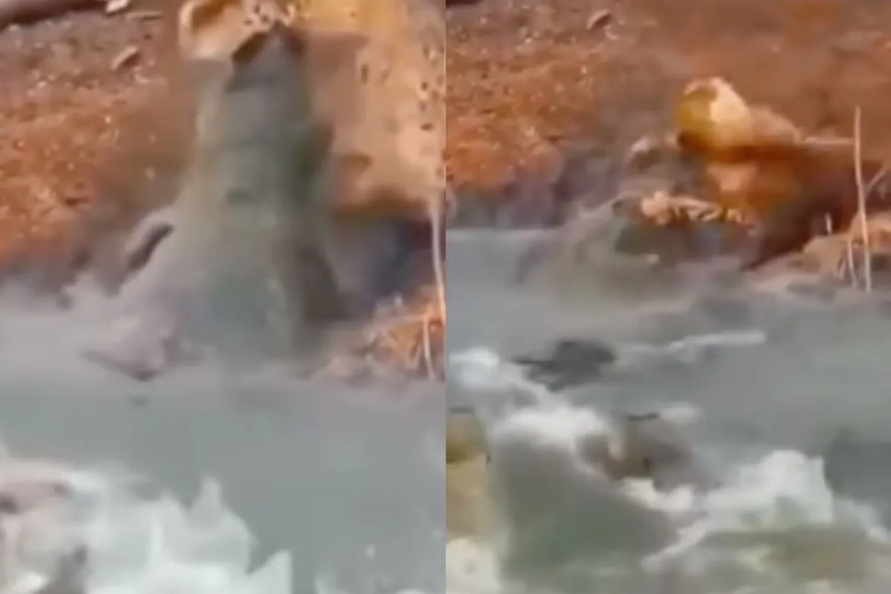 Animal Viral Video