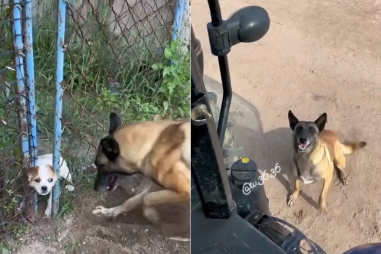 Animal Viral Video