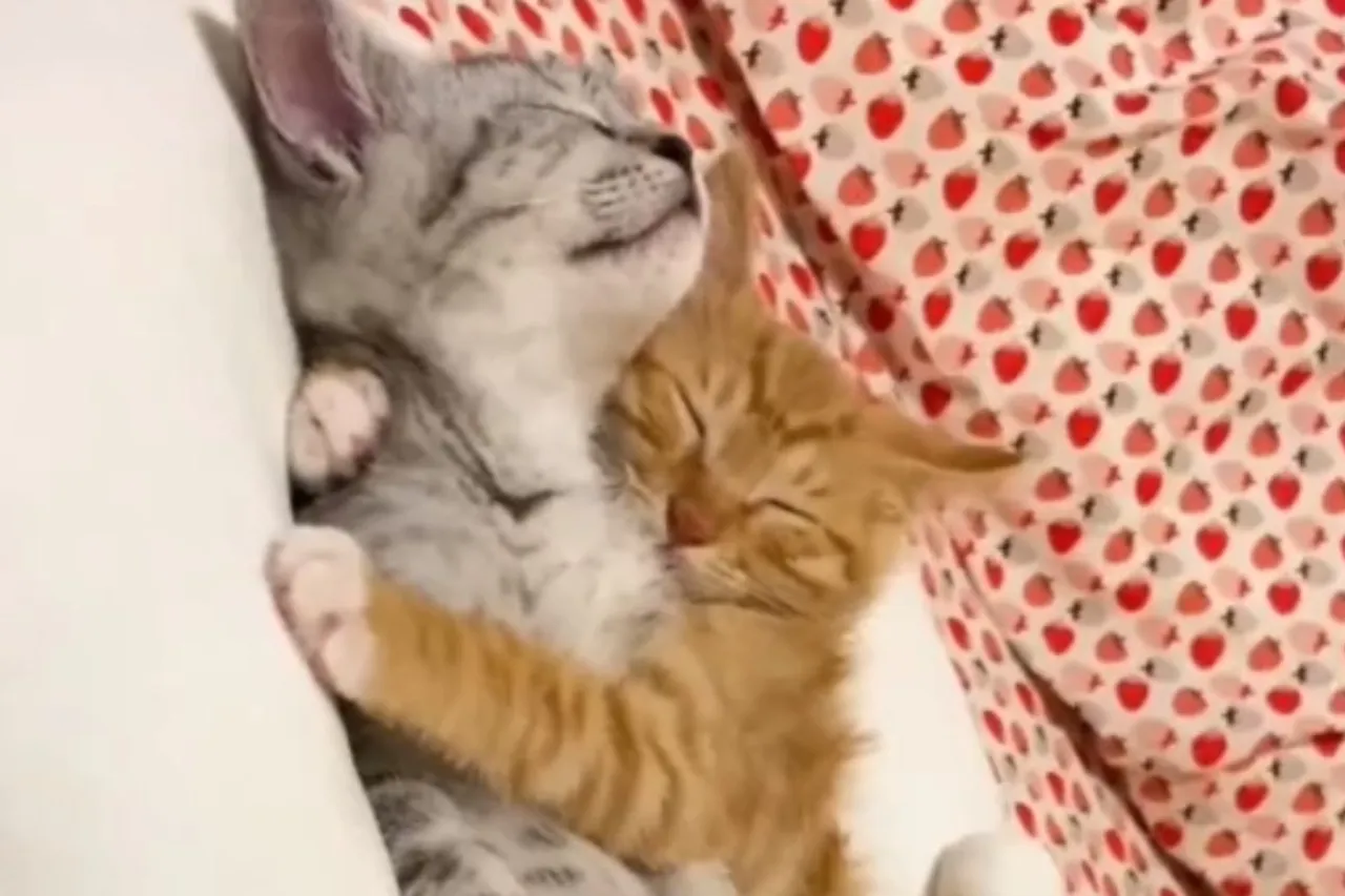Animal Viral Video