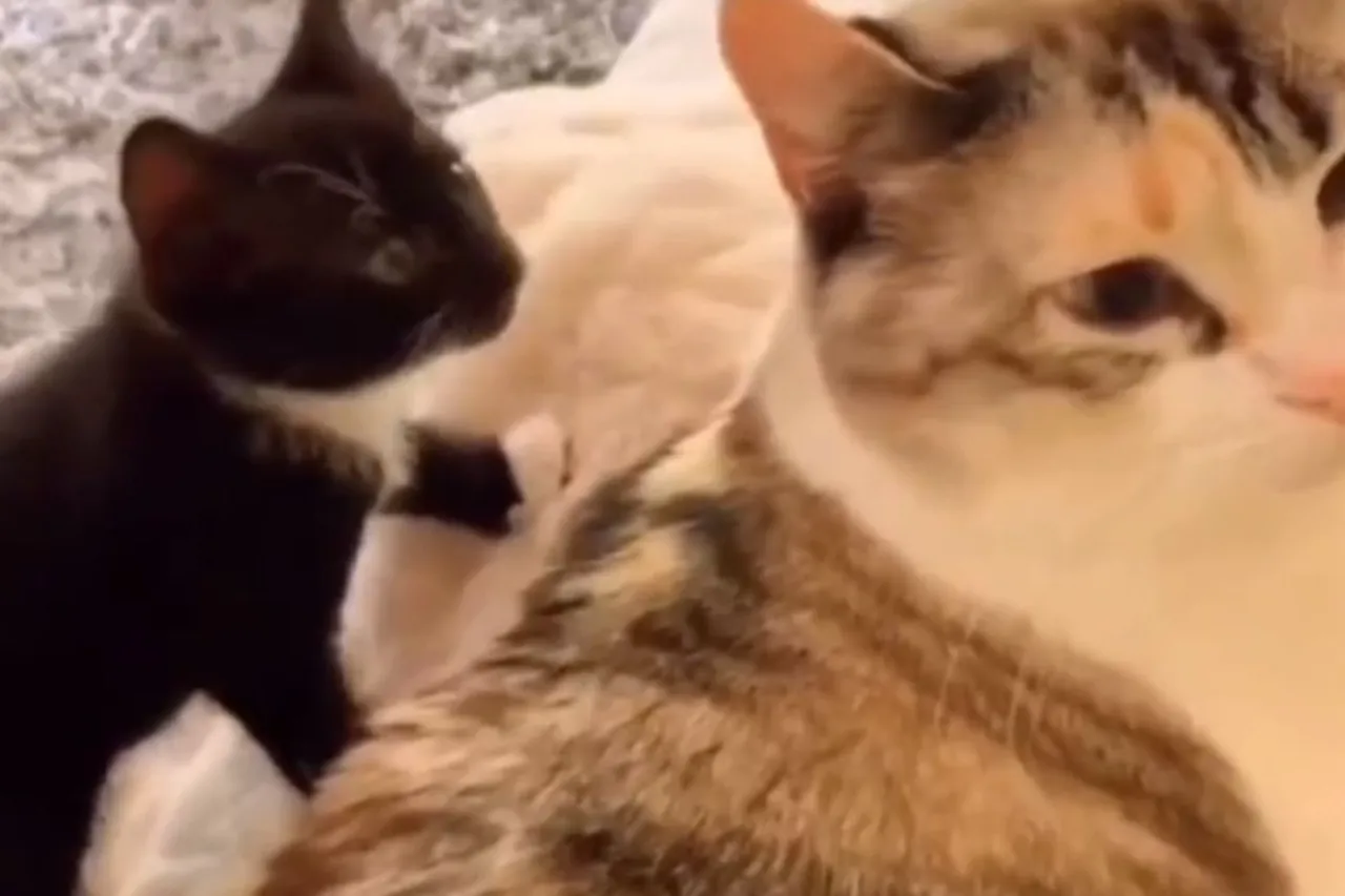 Animal Viral Video