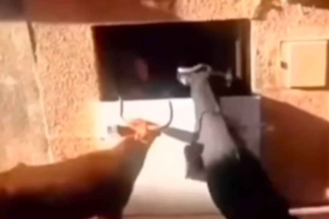Animal Viral Video
