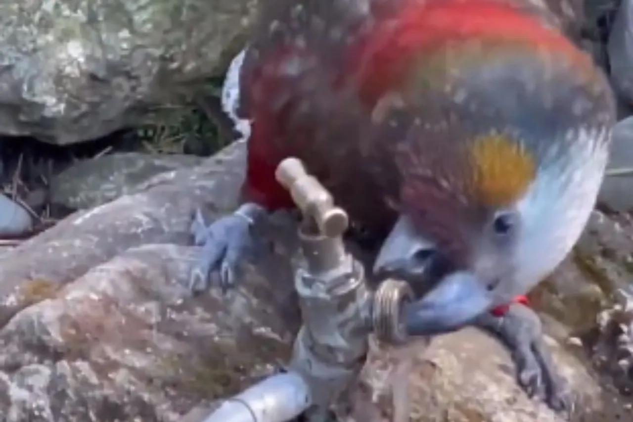 Animal Viral Video