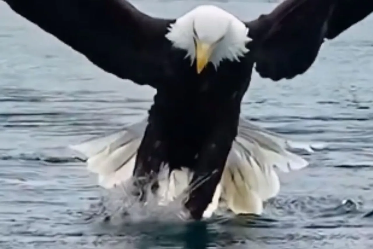 Animal Viral Video