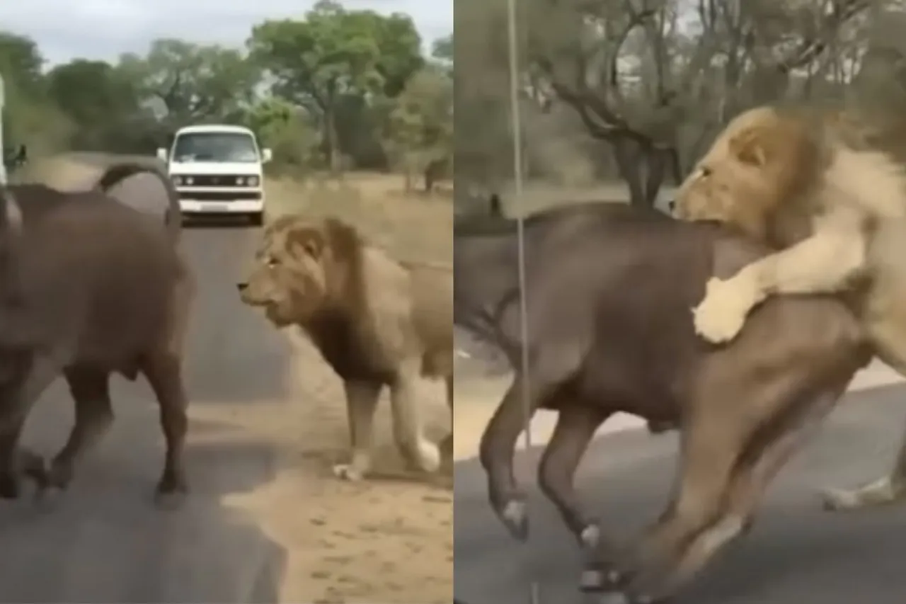 Animal Viral Video