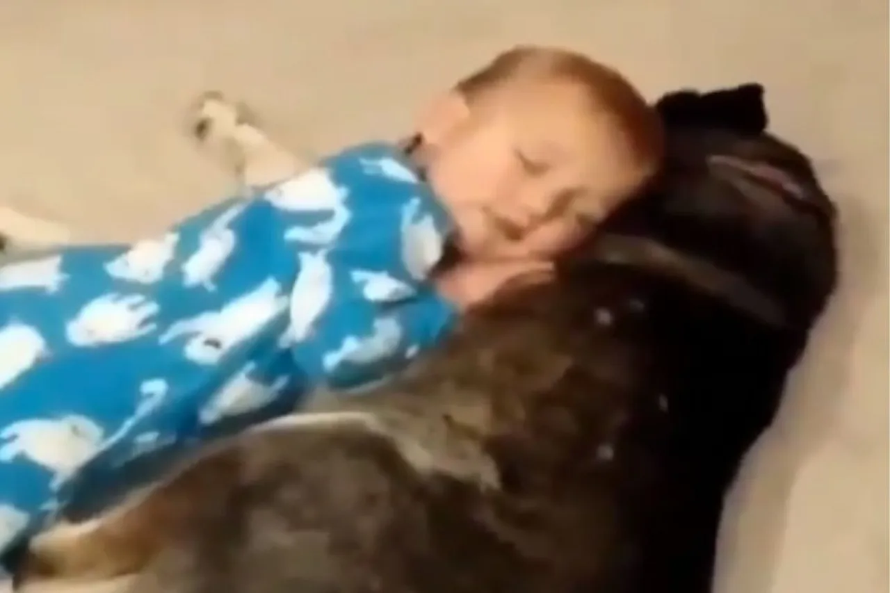 Animal Viral Video