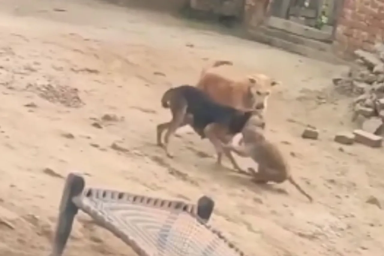 Animal Viral Video