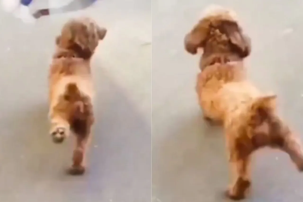 Animal Viral Video