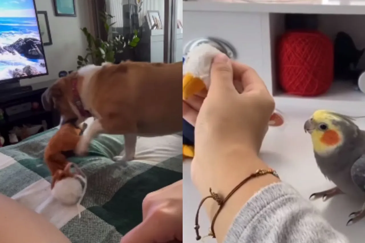 Animal Viral Video: Not just humans, Animals get Jealous too! Watch their priceless reaction when they are ignored