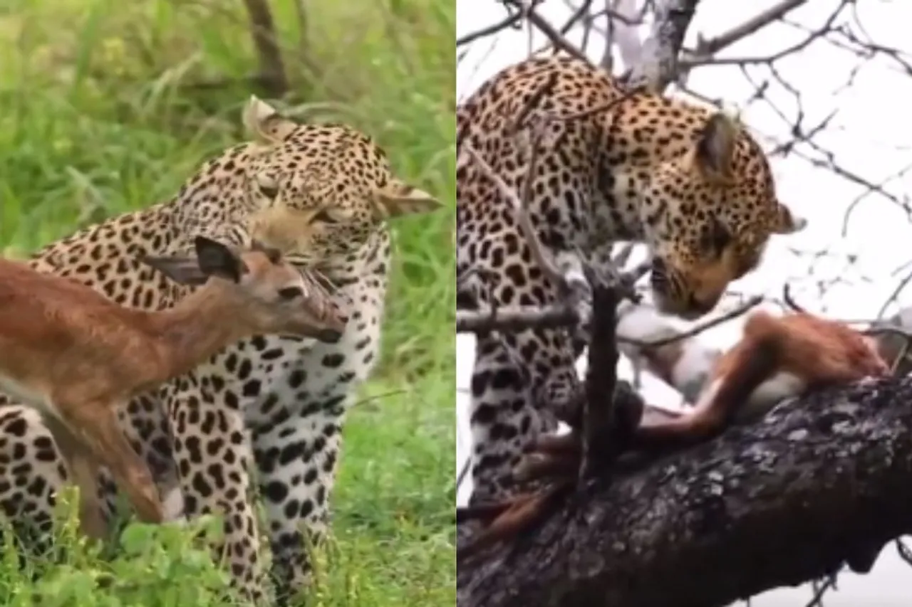 Animal Viral Video