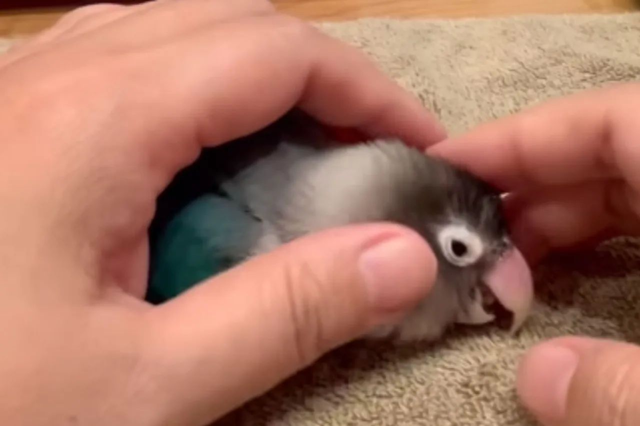 Animal Viral Video